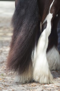 Tail and feathers